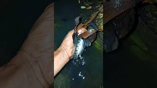 আজকে রাতে আমাদের পুকুর থেকে মাছ ধরবো। night fishing। fishing