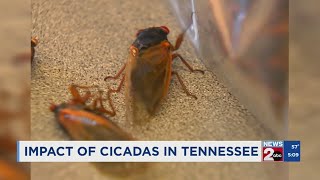 Impact of cicadas in Tennessee