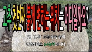 고추나무 첫번째로 붉게 익어가는 위치는 어디일까 고추농사 고추키우기 청년농부