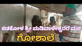 ಗೋಶಾಲೆ | ಶ್ರೀ ಮಡಿವಾಳೇಶ್ವರ ಶಿವಯೋಗಿಗಳ ಮಠ | Goshale | Byre | Vlog | Kadakola