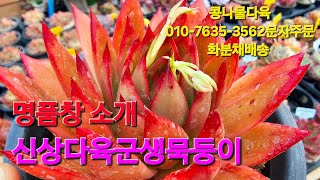 신상군생,묵둥이다육,가성비짱다육 화분채배송 010-7635-3562택배문자주문 콩나물다육