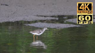 4K60 香港過境遷徙雀鳥：紅腳鷸 Transit migratory birds in Hong Kong : Common Redshank