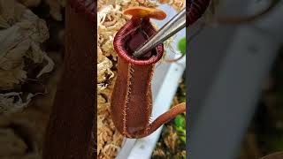 HUGE ant gets eaten by my carnivorous pitcher plant #shorts