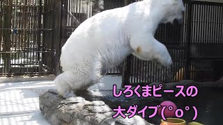 スゴイ！！しろくまピースの特大ダイブ(゜o゜)とべ動物園にて