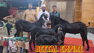 Amritsari Beetal Breeding Setup | Salem Bhai Kokani | The Beetal Empire Nashik.