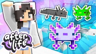 💜Colorful Collection!🐟 Afterlife SMP Ep.11