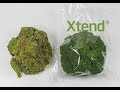 see how xtend keeps broccoli fresh