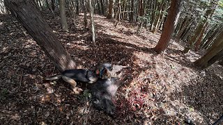 カイ君で山のヌシを寝屋撃ち