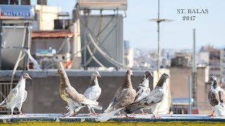 ΠΕΡΙΣΤΕΡΙΑ ΧΡΩΜΑΤΑ ΣΤ.ΒΑΛΑΣ Ο ΚΑΛΛΙΤΕΧΝΗΣ ΚΑΙ ΤΑ ΙΠΤΑΜΕΝΑ ΤΑΛΕΝΤΑ ΤΟΥ Νο1 2017