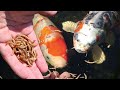 Koi love Mealworms! Koi hand feeding #shorts