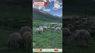 Ben bu yaylaları yaylayamadım...🐑 🌄 #Kürecik #Arimazın Yaylası