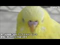 シマエナガに恋した末路・セキセイインコの可愛いピーちゃんが大好きだ♥鳥と人生を送るペットチャンネル1205 cute budgerigar