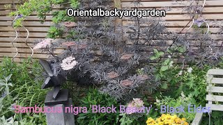 Sambucus nigra 'Black Beauty' - Black Elder, #lovegardening #plants #elderberry#gardenplants#garden