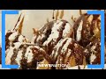 Tradition, food and fun at the Indiana State Fair | Morning in America