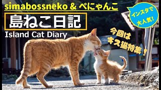 simabossneko\u0026ぺにゃんこの「島ねこ日記」③【Island Cat Diary】【キス猫の瞬間】#猫#ねこ#猫島#cat#貓#chat#katze#고양이