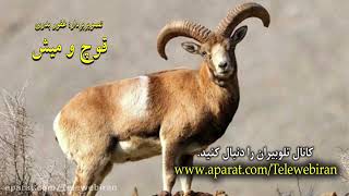 قوچ و میش کوهی