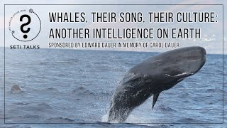 SETI Talks: Whales, their song, their culture: another intelligence on Earth