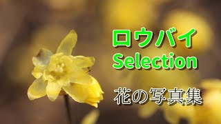 「花の写真集」ロウバイSelection、冬の花ごよみよりロウバイの花です、詩季彩の花、花ごよみ