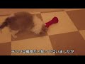 【子犬チワワ】ドッグフードの食べ比べ