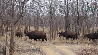 A big herd of gaur or Indian bison