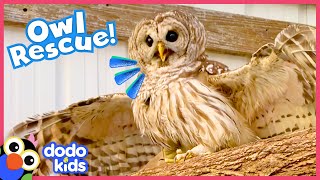 Brave Owl Needs A Hero To Help Him Fly Again | Rescued! | Dodo Kids