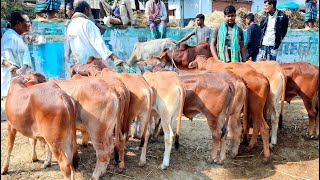 ২৫/১২/২৪/আবারো ধামাকা অফারে কেনাবেচা হচ্ছে, ইন্ডিয়ান বর্ডার ক্রস শাহীওয়াল স্যার বছর গরু।