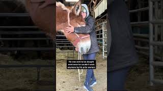 THIS IS ONE OF MY FAVORITE VIDEOS I HAVE EVER MADE #horserescue