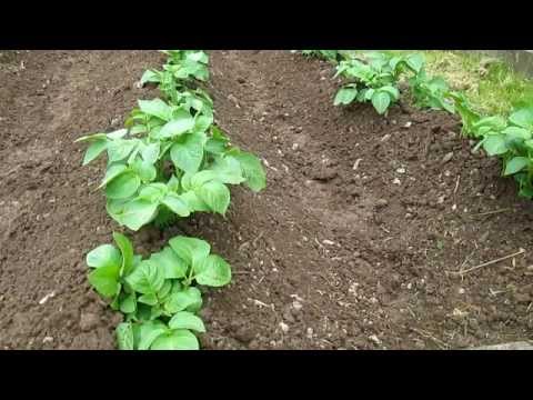 This Simple Method Will Increase Your Potato Harvests Youtube