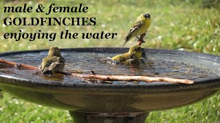 American Goldfinch ~ Lesser Goldfinch ~ Goldfinch Bird Bath ~ Nature Shared