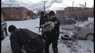 Columbus police officers capture pig loose on west side