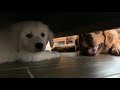 golden retriever dog meets puppy for the first time and desperately wants to play with him.