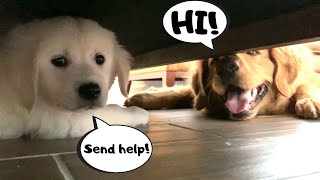 Golden Retriever Dog Meets Puppy for the First Time and Desperately Wants to Play with Him.