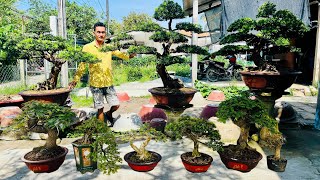 Văn An 9/1 giảm giá cuối năm nhiều loại Bonsai Để Sân, Để Bàn hàng chơi Tết