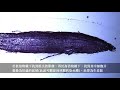 高中生物 探討活動3 染色體的觀察