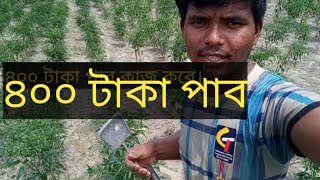 আমি  মরিচ নিড়ানির কাজ করতেছিI am doing pepper weeding.