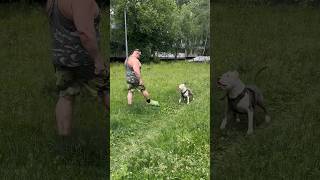 Амстафф Бой какие мы плохие #амстафф #dog #amstaff