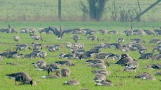 Lesser White-fronted Goose