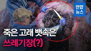 14m짜리 죽은 향유고래 배 속에서 쓰레기 100㎏ '와르르' / 연합뉴스 (Yonhapnews)