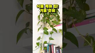 식물 케어 팁!! 이것만은 지키자!!#plants #반려식물 #식집사