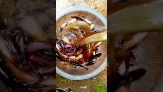 নিজের পুকুরের দেশি মাছ #video #viral #cooking #fish # shorts# fishing