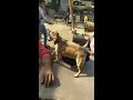 اسعار الكلاب ف سوق الجمعه 🐕🐶