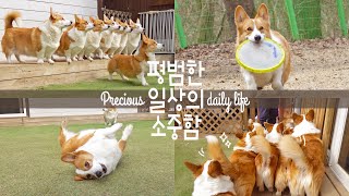 8마리 웰시코기 대가족의 질서 정연한 일상 / The orderly life of a Welsh Corgi large family.