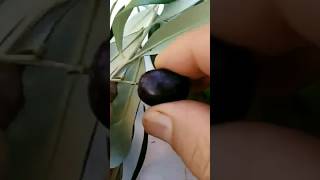 موعد قطف زيتون المائدة (للتخليل)/  when are olives harvested for eating