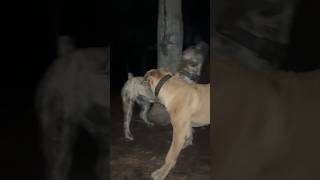 South African Boerboels at Night #mastiff #boerboel #southafricanboerboel #explore  #breeding