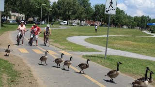 Wow esto pasa en Montreal!  - Wow Cela se passe à Montréal!