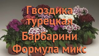 Гвоздика турецкий Формула микс 🌿 Формула микс обзор: как сажать, семена гвоздики Формула микс