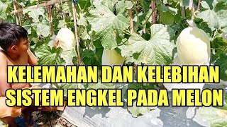 budidaya melon menggunakan sistem engkel! apa sih kelebihannya