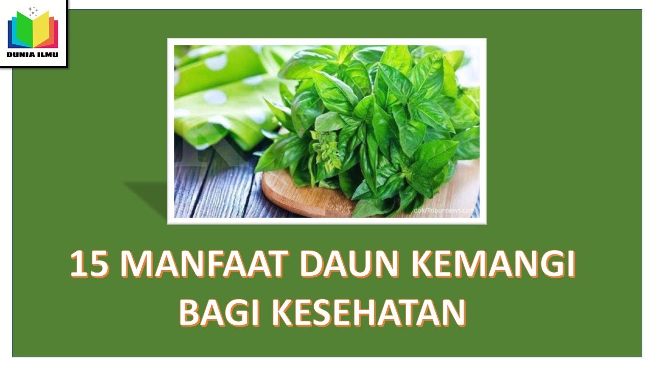 15 MANFAAT/KHASIAT DAUN KEMANGI BAGI KESEHATAN - YouTube