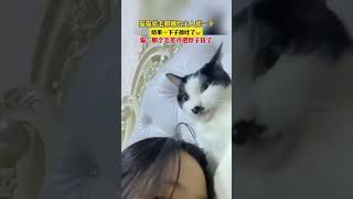 猫咪顺个毛 差点把脖子扭了😄#猫咪 #这个猫好上头 #惊不惊喜意不意外 #猫咪：差点就被看见了