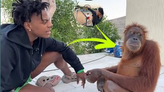 IShowSpeed meet the First Time With Monkey.